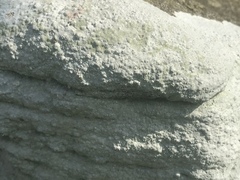Phlyctis petraea
