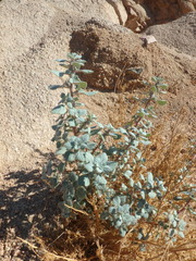 Forsskaolea tenacissima