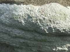 Phlyctis petraea