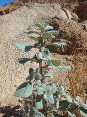 Forsskaolea tenacissima