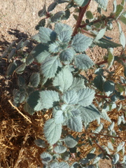 Forsskaolea tenacissima