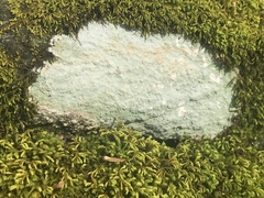 Phlyctis petraea