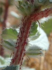 Forsskaolea tenacissima