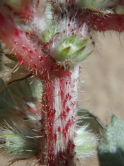 Forsskaolea tenacissima