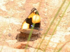 Junonia hierta cebrene