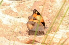 Junonia hierta cebrene