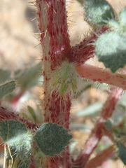 Forsskaolea tenacissima