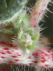 Forsskaolea tenacissima