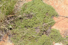 Helichrysum caespititium