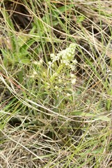 Schizocarphus nervosus