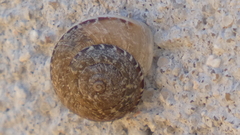 Xerotricha conspurcata