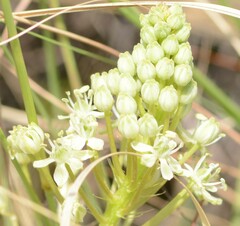 Schizocarphus nervosus