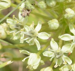 Schizocarphus nervosus