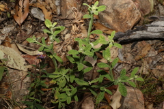 Pterocaulon redolens