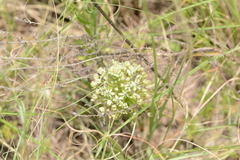 Schizocarphus nervosus