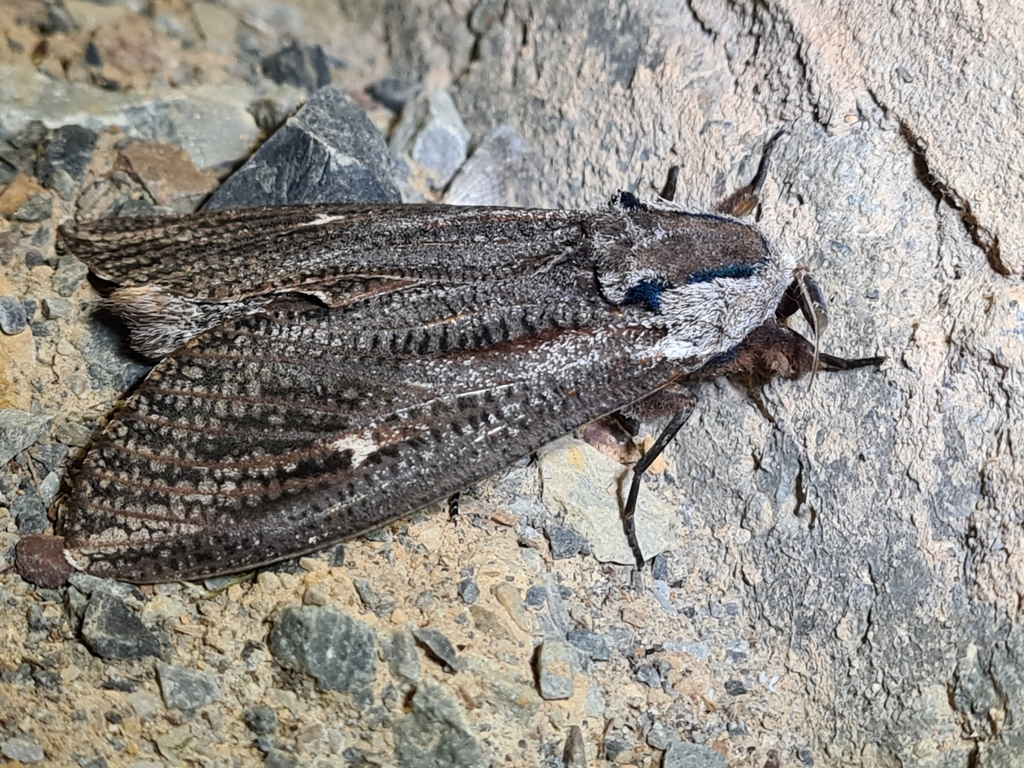 Endoxyla
