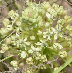 Schizocarphus nervosus