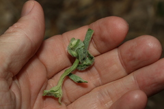 Pterocaulon redolens