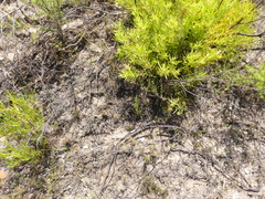 Pelargonium pilosellifolium