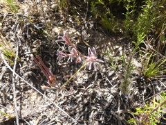 Pelargonium pilosellifolium