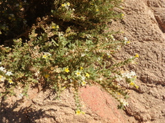 Heliotropium arbainense