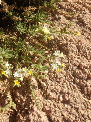 Heliotropium arbainense