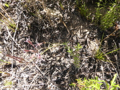 Pelargonium pilosellifolium