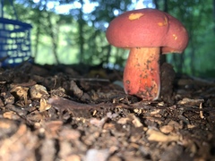 Lanmaoa