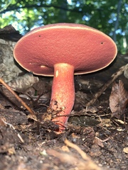 Lanmaoa