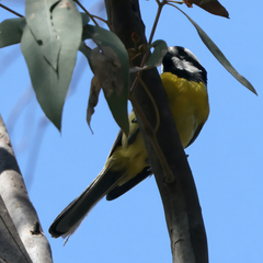 Falcunculus frontatus
