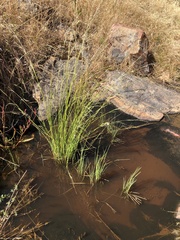 Amphibromus nervosus