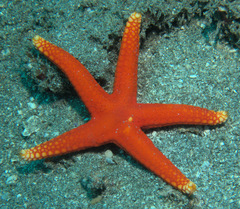 Fromia pacifica
