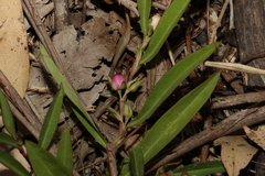Eremophila debilis