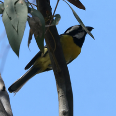 Falcunculus frontatus