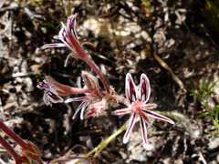 Pelargonium pilosellifolium