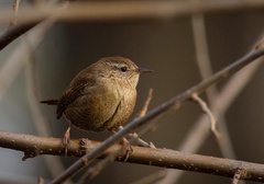Troglodytes troglodytes