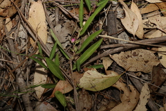 Eremophila debilis