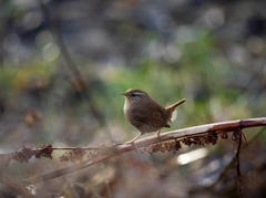 Troglodytes troglodytes