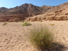 Lavandula coronopifolia