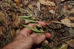 Eremophila debilis