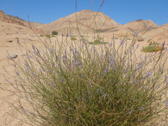 Lavandula coronopifolia