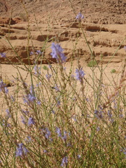 Lavandula coronopifolia
