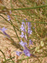 Lavandula coronopifolia