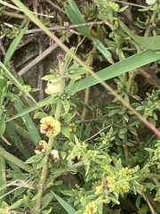 Pollichia campestris