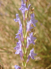 Lavandula coronopifolia