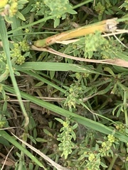 Pollichia campestris