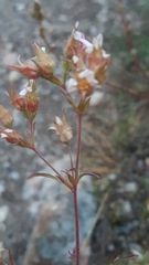 Chamaerhodos grandiflora