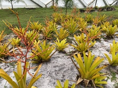 Aechmea blanchetiana