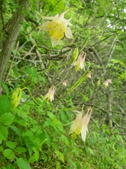 Aquilegia canadensis