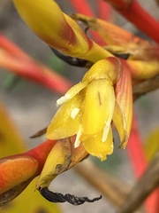 Aechmea blanchetiana